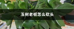 玉树如何修剪成老桩 玉树老桩怎么砍头