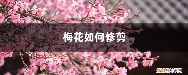 梅花如何修剪成歪的 梅花如何修剪