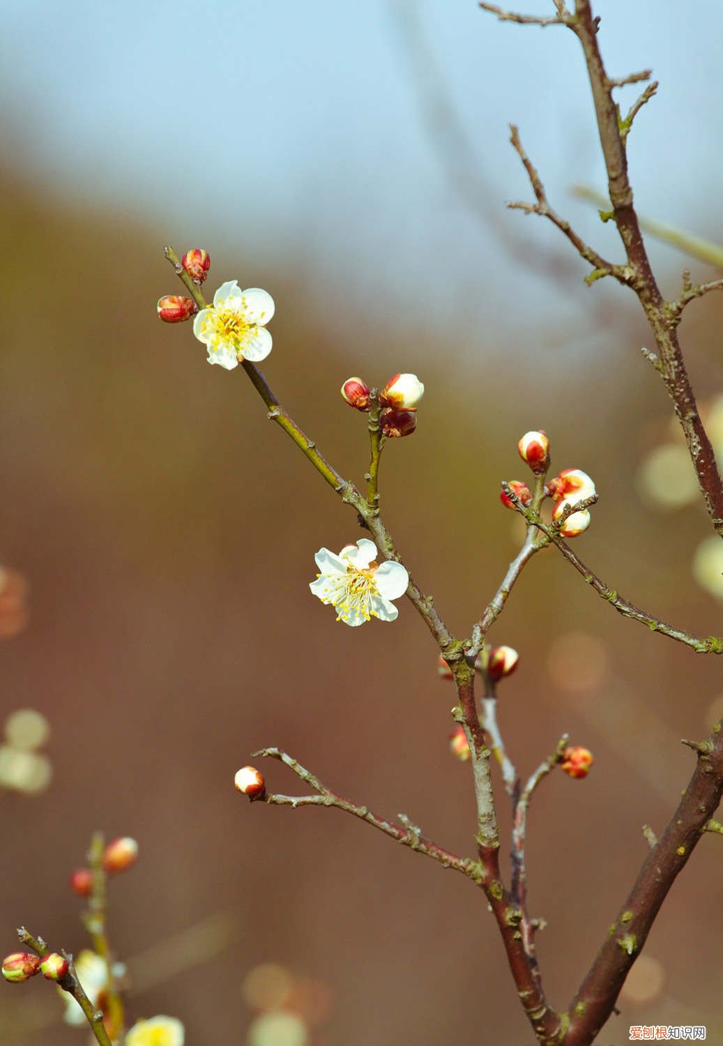 梅花如何修剪成歪的 梅花如何修剪