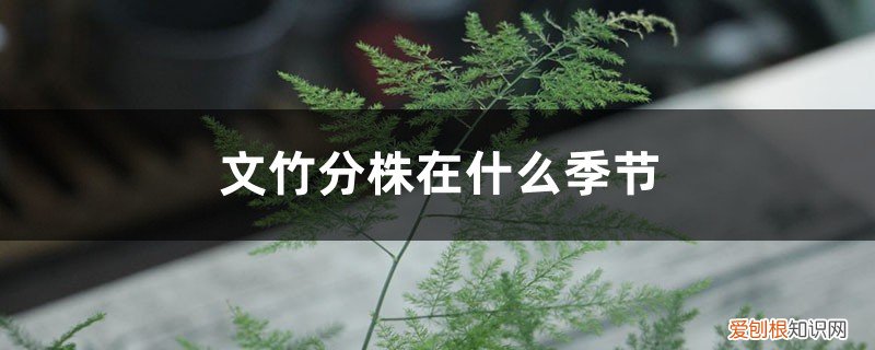 文竹什么时间分株? 文竹分株在什么季节