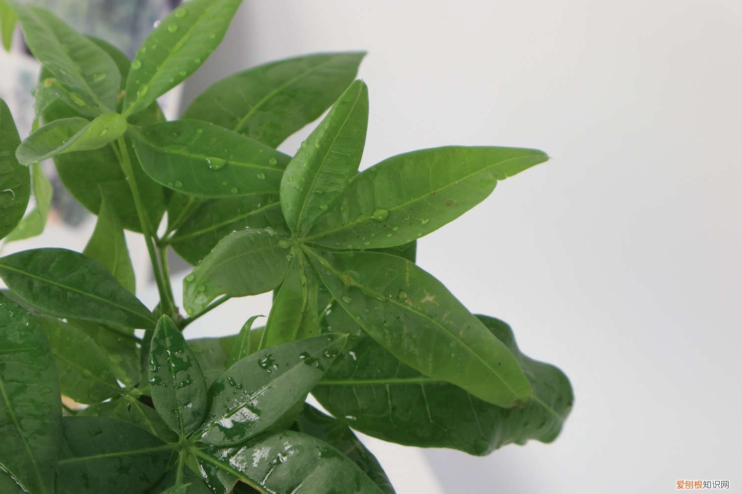 发财树锯掉一截封顶方法图 发财树锯掉顶怎么封顶