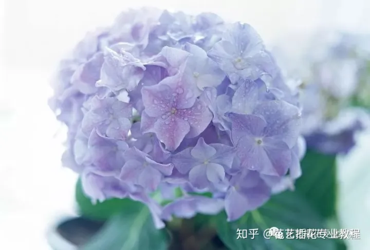 养花小技巧,轻松养，花艺教程~鲜花养不活？那是因为你没看这里！