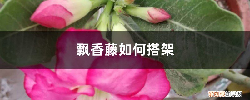 飘香藤怎么插 飘香藤如何搭架