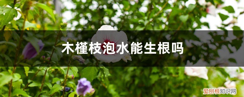 木槿枝泡水能生根吗怎么泡 木槿枝泡水能生根吗