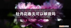 牡丹花苗春天能移植吗 牡丹花春天可以移栽吗