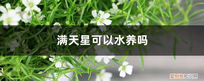 满天星能否水养 满天星可以水养吗