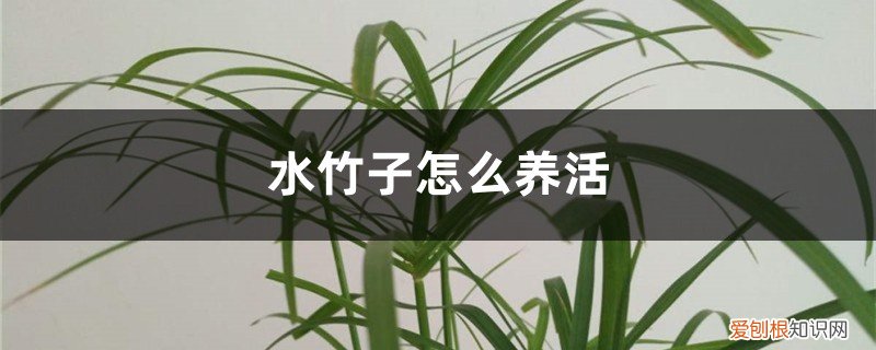 水竹子怎么养活视频 水竹子怎么养活