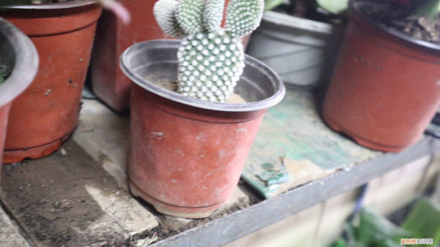 仙人掌扦插方法图解 仙人掌扦插方法