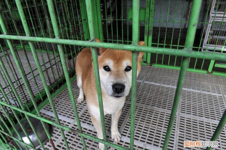 多关注大家多多关注一下,速来关注!宠物峰会讲些啥