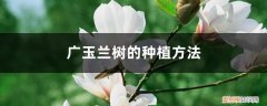 广玉兰树怎么栽 广玉兰树的种植方法