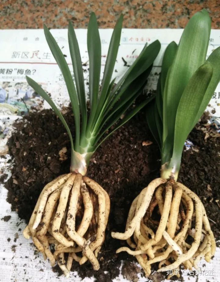 好养常年开花的花有哪些，养花高手都的“4个”好习惯，难怪花卉长得好、开花多