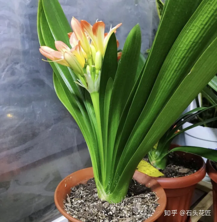 好养常年开花的花有哪些，养花高手都的“4个”好习惯，难怪花卉长得好、开花多