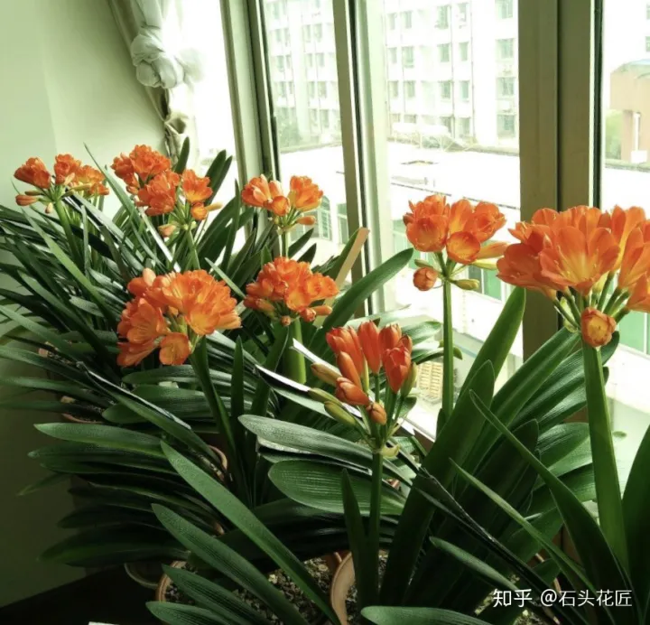 好养常年开花的花有哪些，养花高手都的“4个”好习惯，难怪花卉长得好、开花多