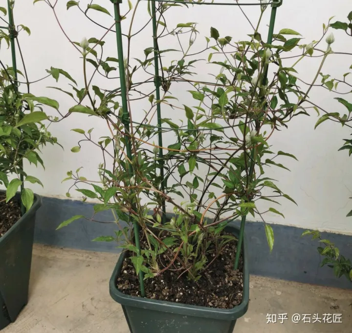 好养常年开花的花有哪些，养花高手都的“4个”好习惯，难怪花卉长得好、开花多