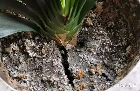 好养常年开花的花有哪些，养花高手都的“4个”好习惯，难怪花卉长得好、开花多