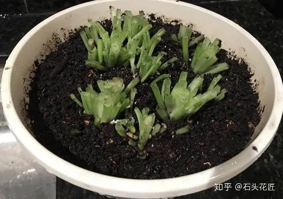 好养常年开花的花有哪些，养花高手都的“4个”好习惯，难怪花卉长得好、开花多