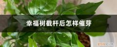 幸福树截杆后多久发芽 幸福树截杆后怎样催芽