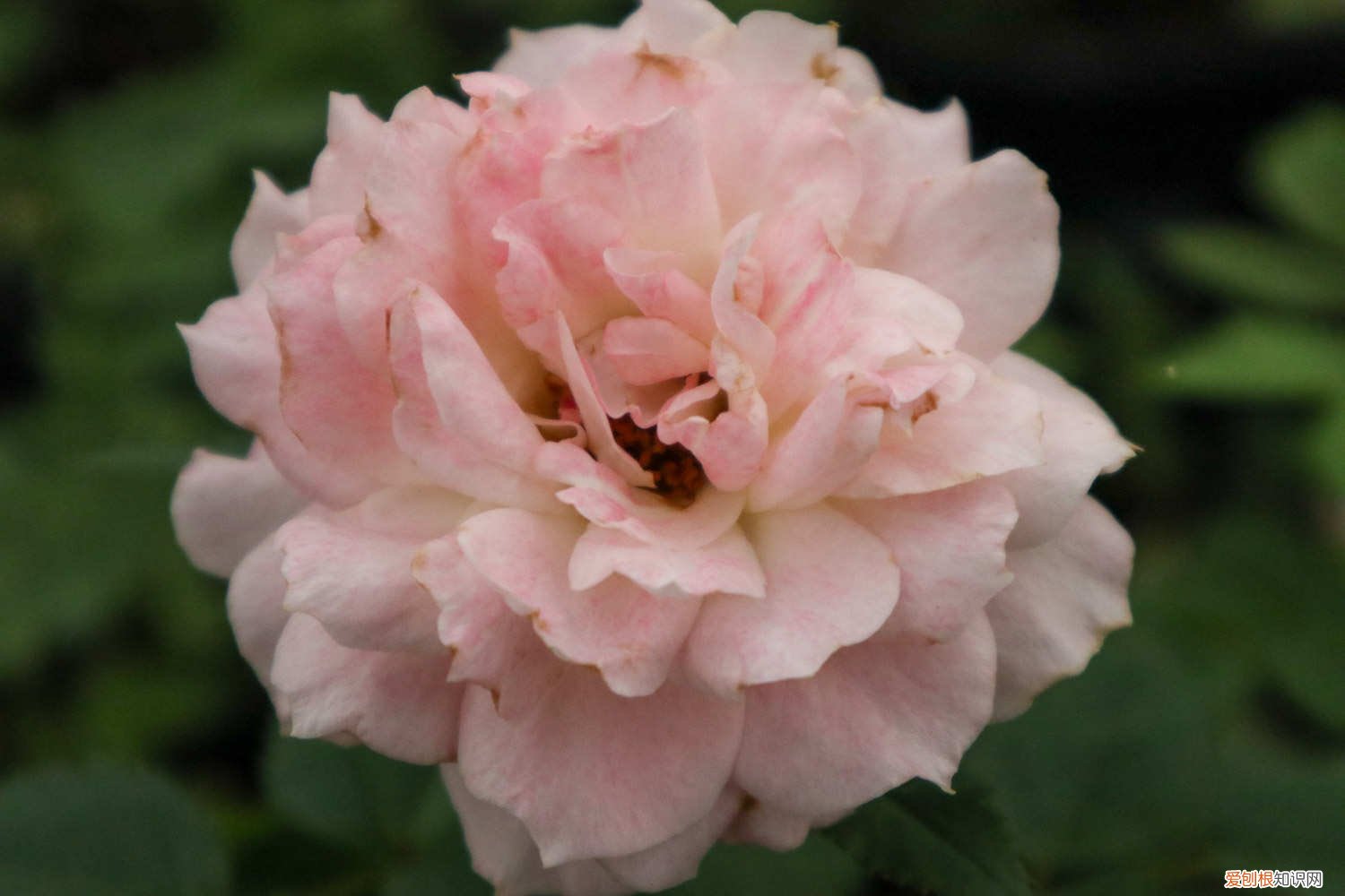 月季花如何嫁接何时嫁接 月季花嫁接技术和方法