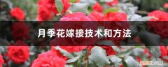 月季花如何嫁接何时嫁接 月季花嫁接技术和方法