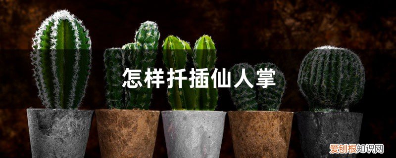 怎样扦插仙人掌根长得多 怎样扦插仙人掌