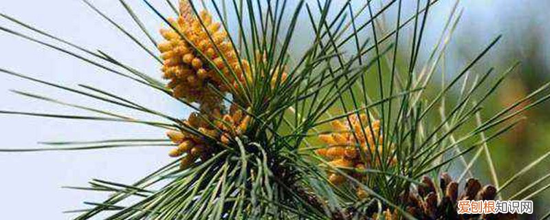 黑松养植方法 黑松的矮化方法