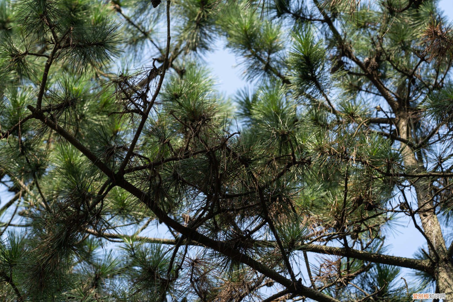 黑松养植方法 黑松的矮化方法