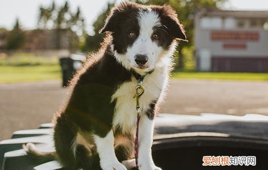 四脚白胸前白的狗 四蹄踏雪胸口带白的狗是什么品种