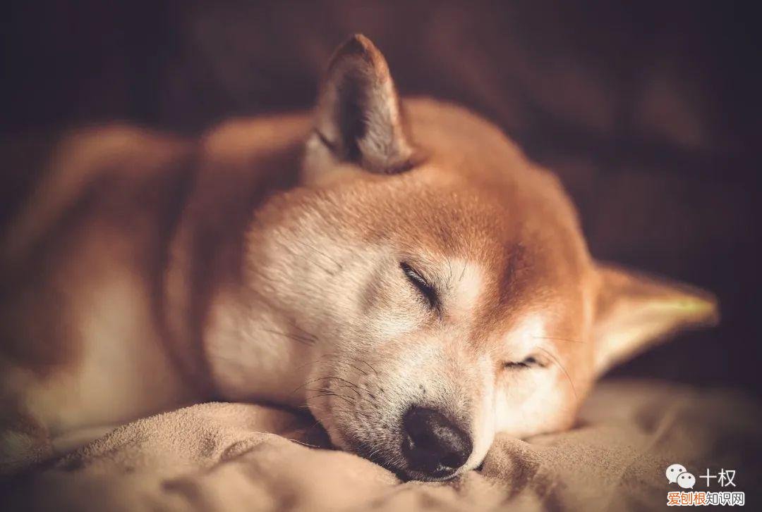 猫会有报复心理吗，欠债不还“猫咪卖身抵债”，活物也能司法拍卖？