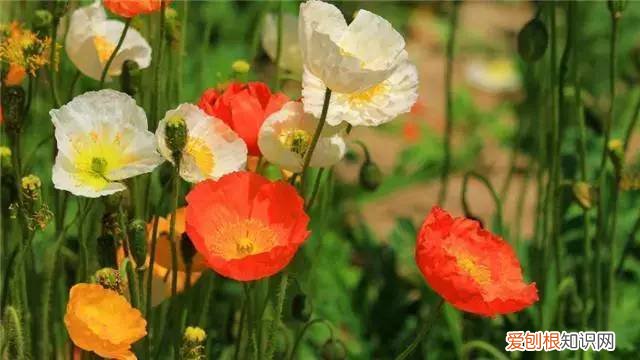 家庭养花光照不足怎么办，5点养花技巧，教你正确养花，把握光照土壤水分，保证养的绿油油