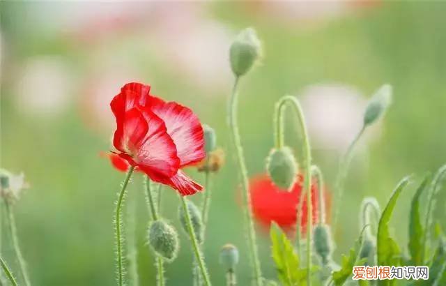 家庭养花光照不足怎么办，5点养花技巧，教你正确养花，把握光照土壤水分，保证养的绿油油