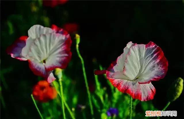 家庭养花光照不足怎么办，5点养花技巧，教你正确养花，把握光照土壤水分，保证养的绿油油