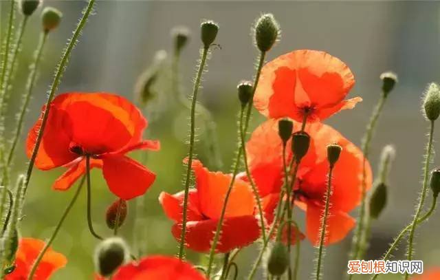 家庭养花光照不足怎么办，5点养花技巧，教你正确养花，把握光照土壤水分，保证养的绿油油