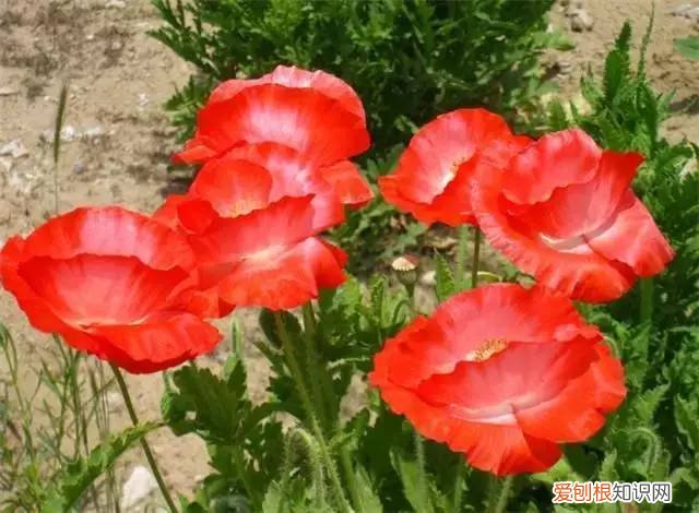 家庭养花光照不足怎么办，5点养花技巧，教你正确养花，把握光照土壤水分，保证养的绿油油