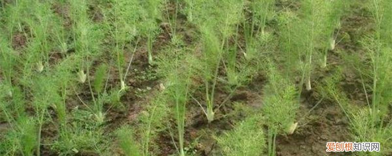 茴香怎么种出的好 茴香怎么种