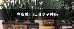 虎皮兰用园土加沙子可以吗 虎皮兰可以用沙子种吗