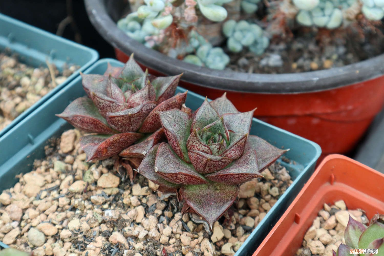 多肉植物开花要不要剪