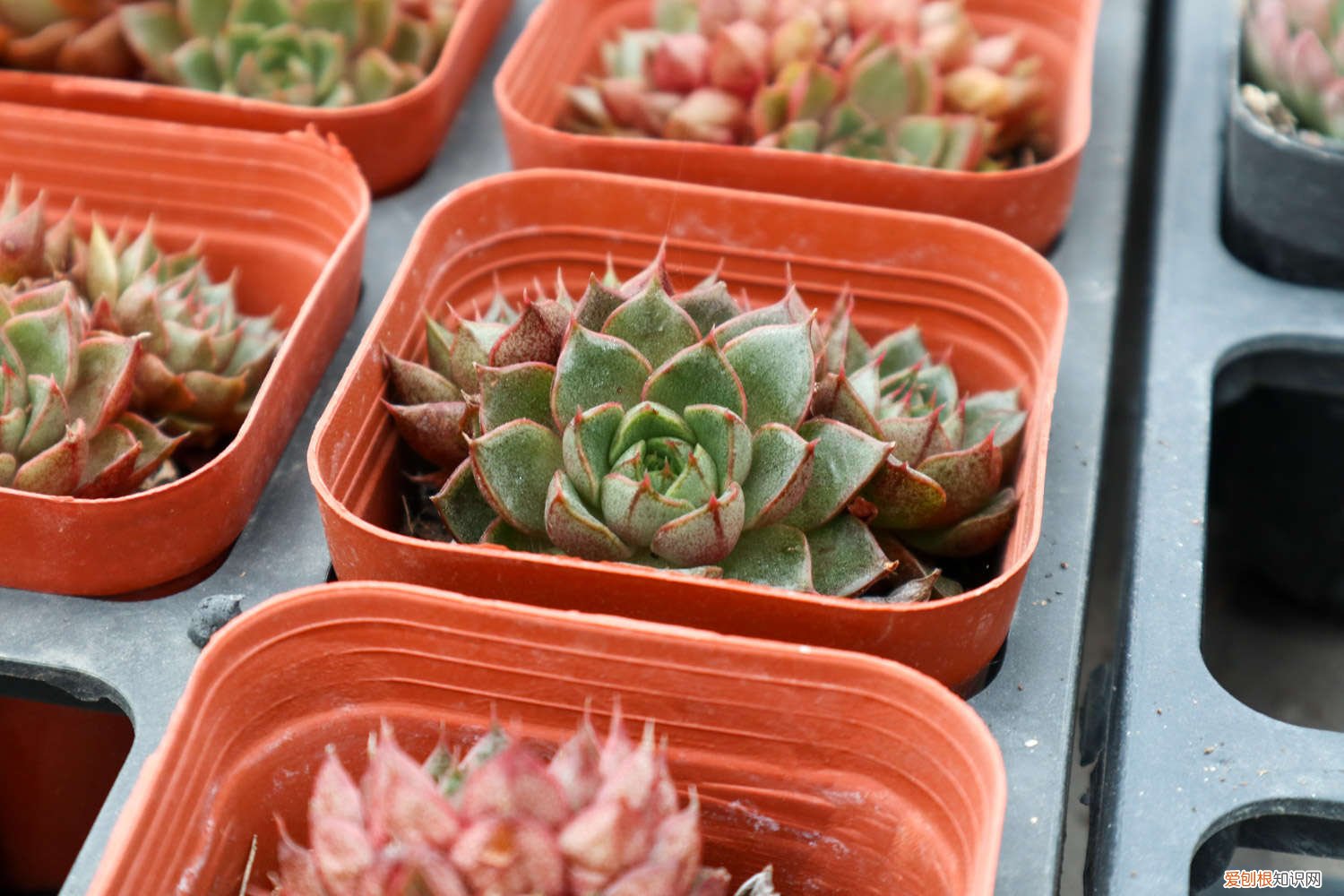 多肉植物开花要不要剪