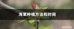 海棠种植方法和注意事项 海棠种植方法和时间