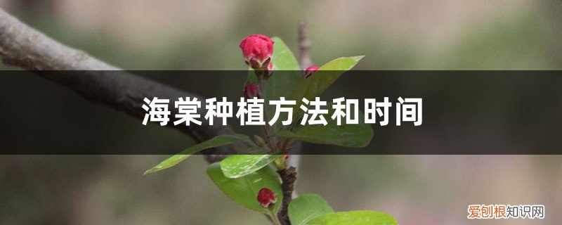 海棠种植方法和注意事项 海棠种植方法和时间