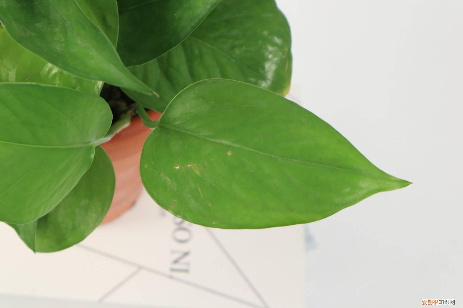 小苏打水可以浇绿萝吗? 小苏打能浇绿萝吗