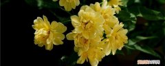 黄木香的移栽 黄木香种植方法，黄木香种植环境