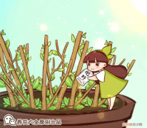 养好花的5种方法，5个养花小妙招，新手一看就学会，给花用花长得特壮