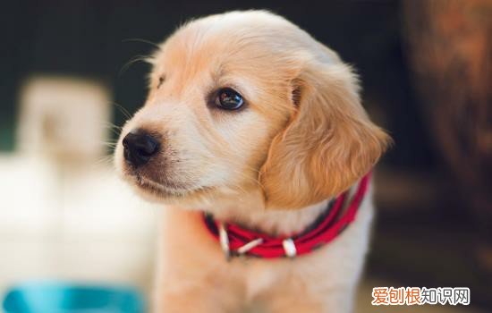 拉布拉多犬好养吗怎么养 拉布拉多犬好养吗