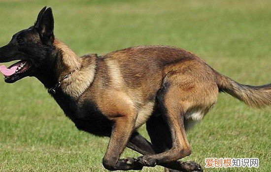 罗威纳犬怎么训练才听话 罗威纳犬怎么训练