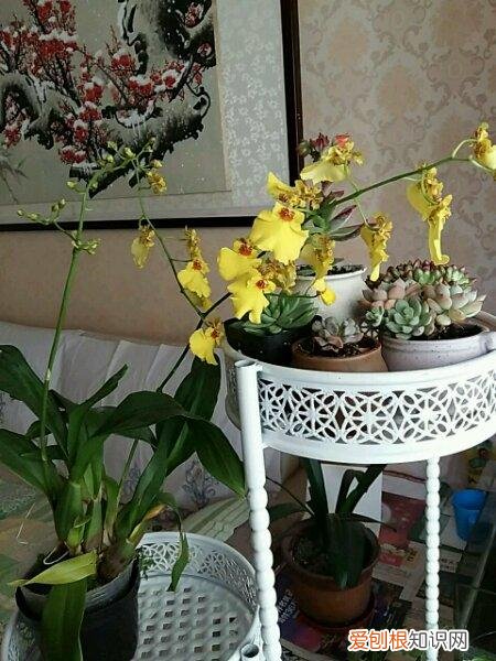 养花应该怎么养，10个不起眼的养花小技巧，学会了再也不用问别人花怎么养了！