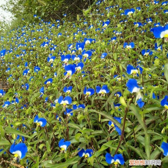 养花应该怎么养，10个不起眼的养花小技巧，学会了再也不用问别人花怎么养了！