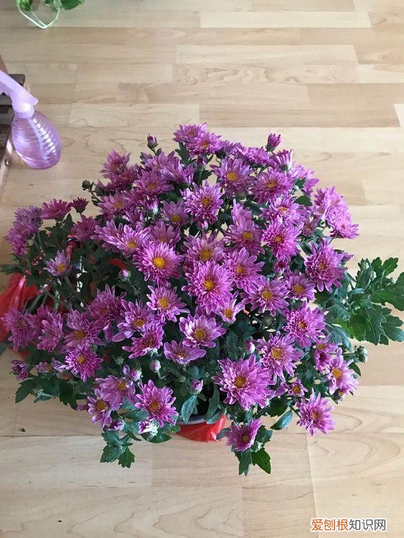 养花应该怎么养，10个不起眼的养花小技巧，学会了再也不用问别人花怎么养了！