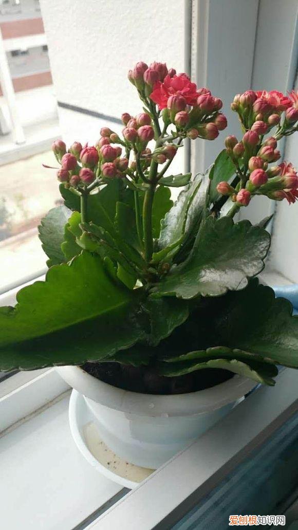 养花应该怎么养，10个不起眼的养花小技巧，学会了再也不用问别人花怎么养了！