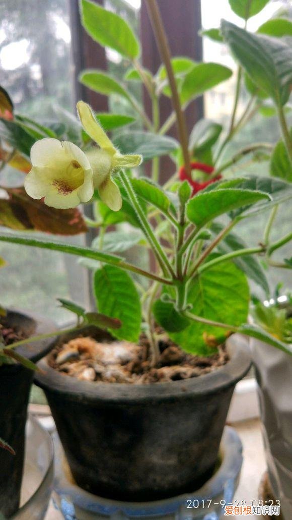 养花应该怎么养，10个不起眼的养花小技巧，学会了再也不用问别人花怎么养了！