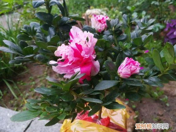 养花应该怎么养，10个不起眼的养花小技巧，学会了再也不用问别人花怎么养了！